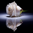 Thoughts on White Rose Day by Charles A. Coulombe